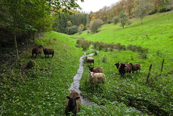 Woolly wanderers on a watery walk