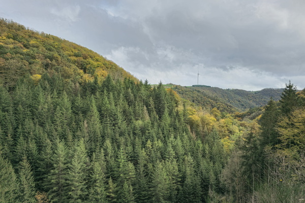 Windmills and woods, where's the wifi?