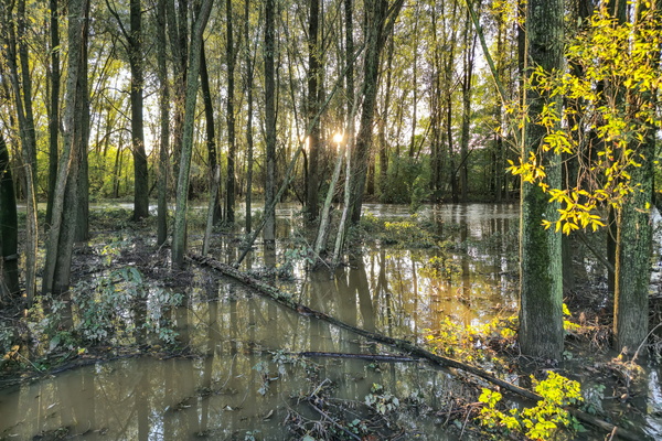 Where the trees dip their toes