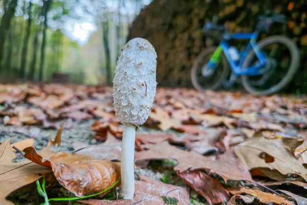 Shaggy cap and gravel bike