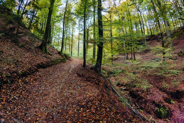 Embrace the wild path