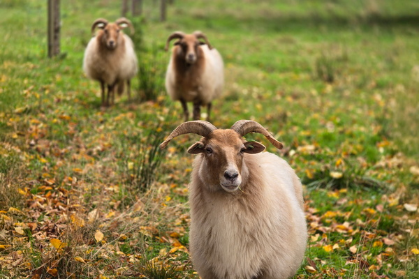 Three's a woolly crowd