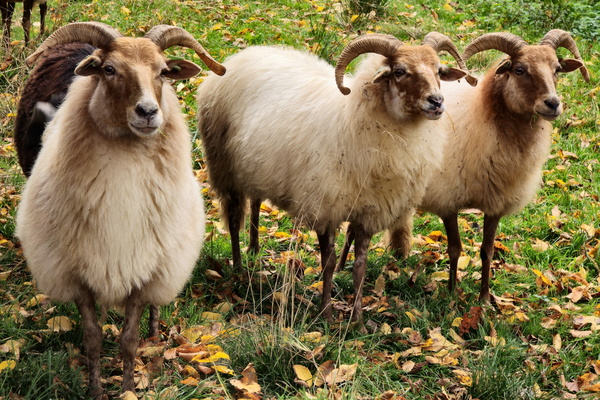 A field of horned beauty
