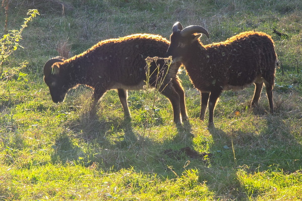 Horns and wool, what a combo!
