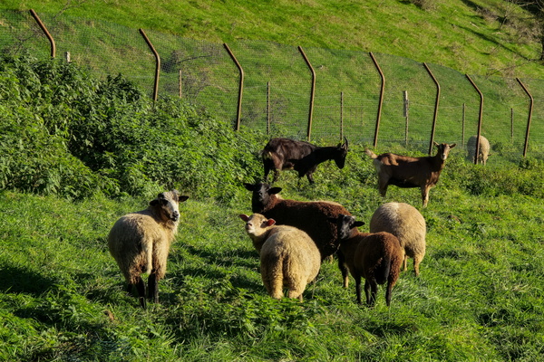 Rural symphony in green and brown