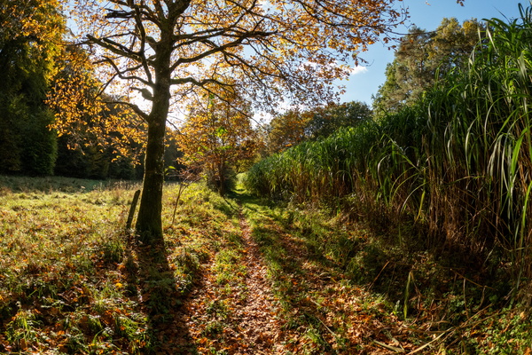 Sun-kissed path to the heart of nature