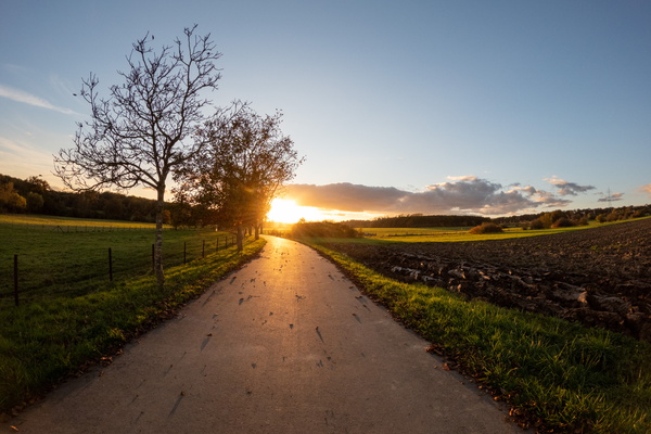 Golden path at dusk