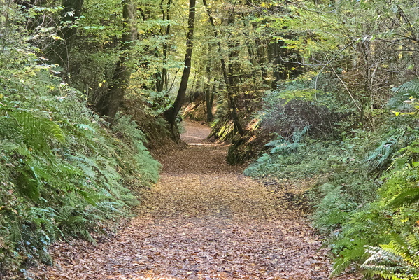 A golden carpet awaits