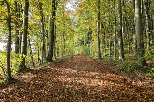Autumn's embrace on the cycle path