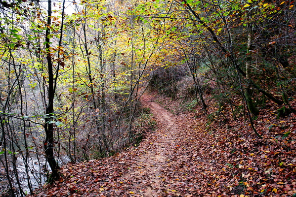 Forest path along the Eisch