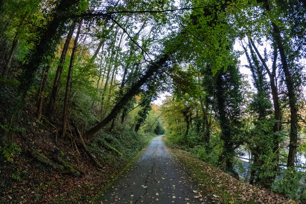 A hidden tunnel in the green woods
