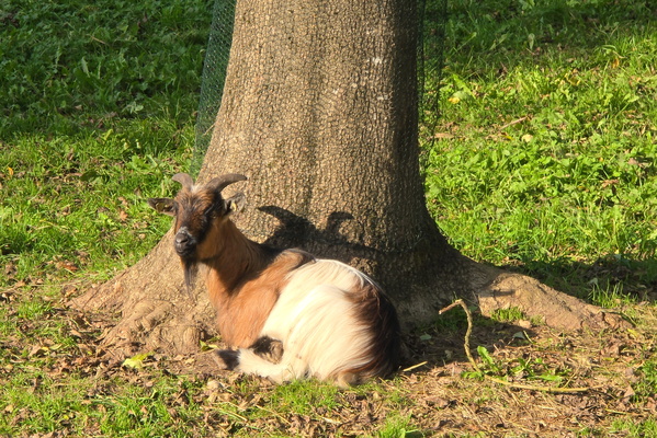 Tree-mendous goat siesta