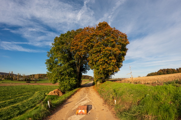 Tree-mendous shortcut