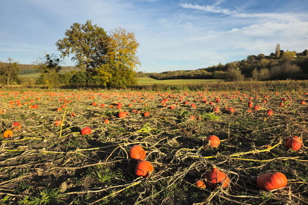 Autumn's fiery harvest