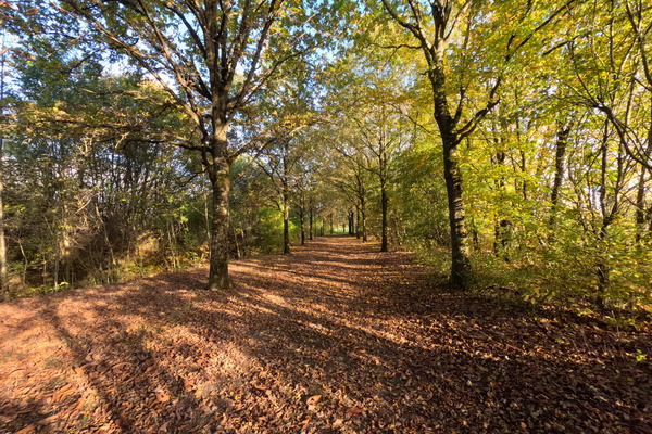 A golden path beckons to adventure