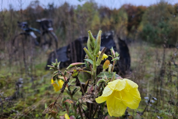 A bike and a bloom