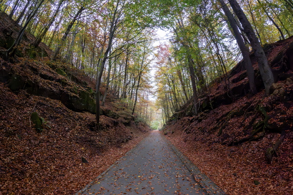 Another leaf-covered road, how unexpected