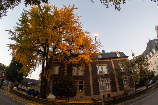 Golden glow of autumn's embrace