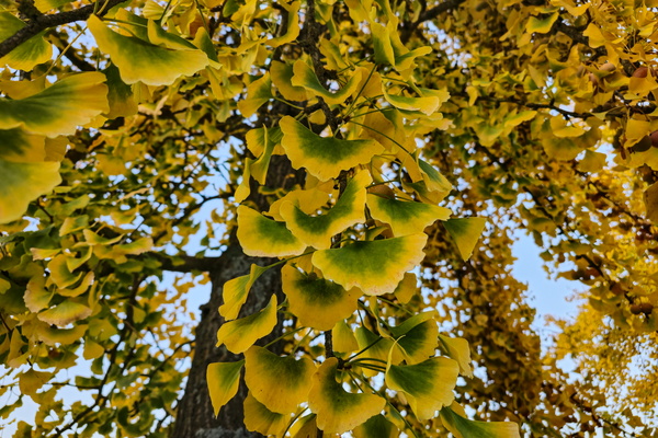Golden ginkgo grace