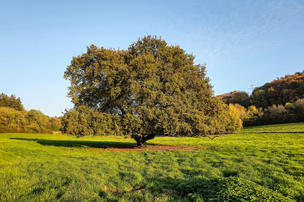 Tree-mendous parking spot