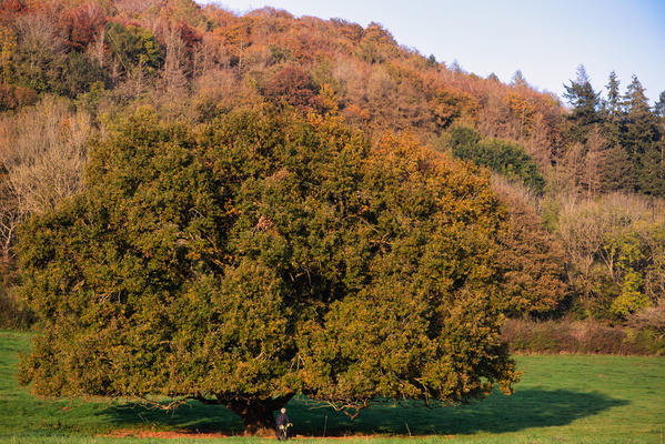 Autumn's embrace, a majestic guardian