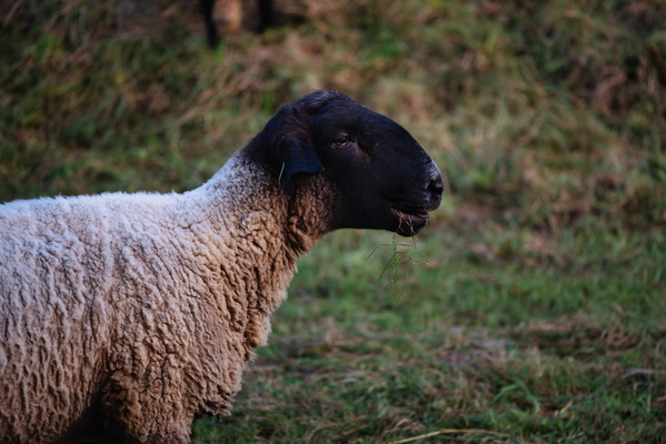 Living wool and wild grass