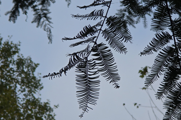 The skeletal embrace of the sky