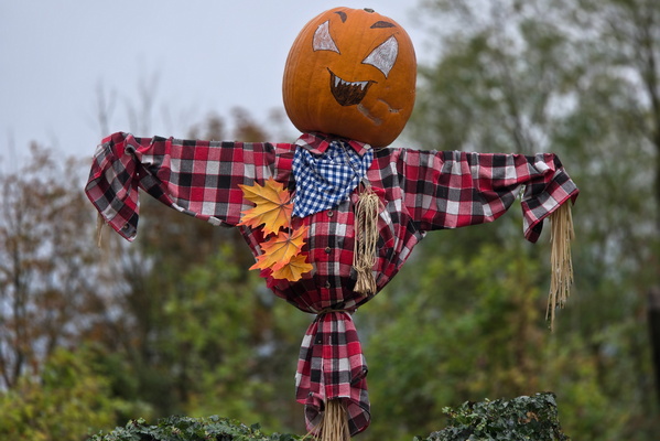 Pumpkin head guard