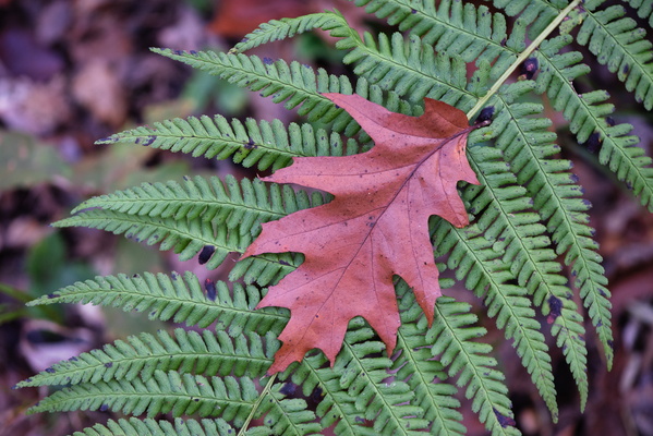Leaf me alone, Fern
