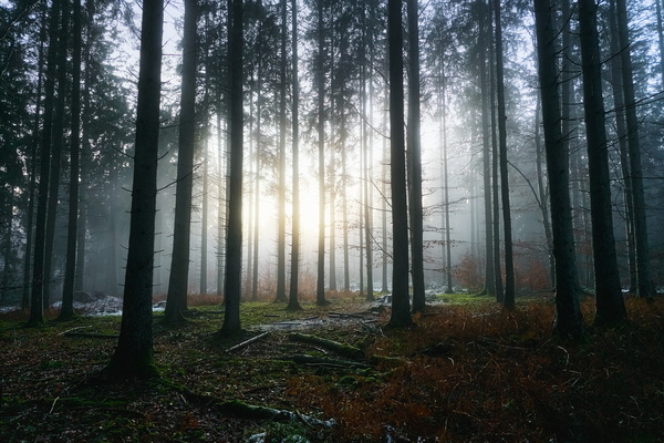 Forest bathed in light