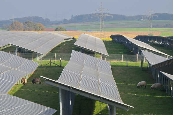 Sheep on solar charge