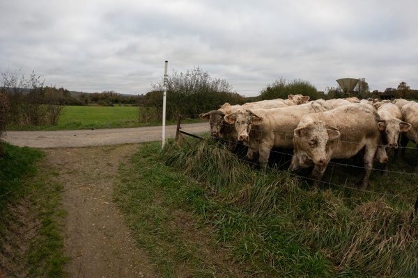 Moo-ving along the path