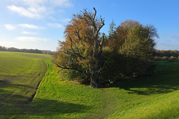 Treebeard's retirement home