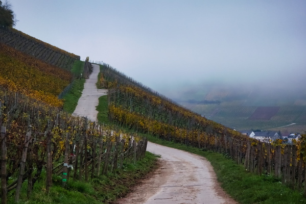 A stroll through the vineyards