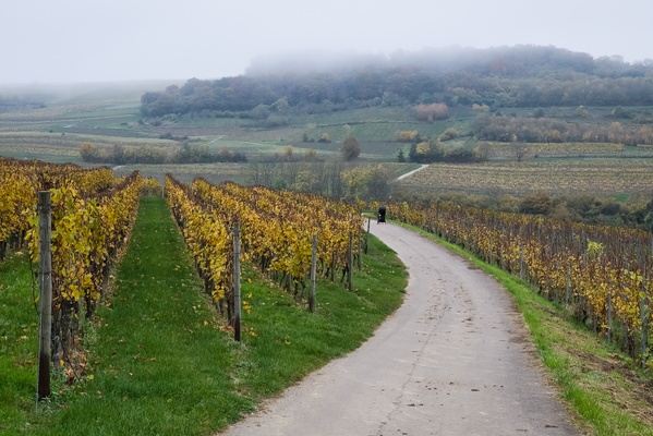 A walk among the vines