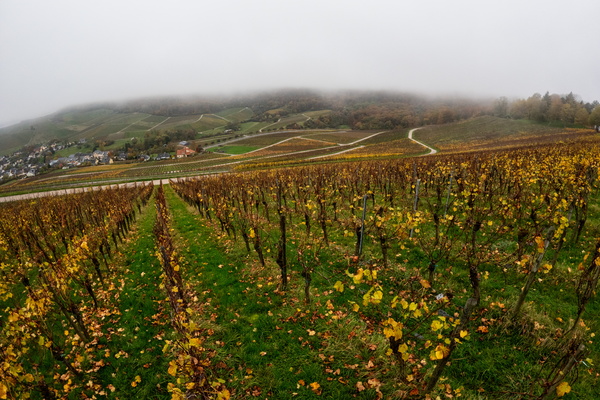 Grape Expectations: When the vineyard goes autumnal