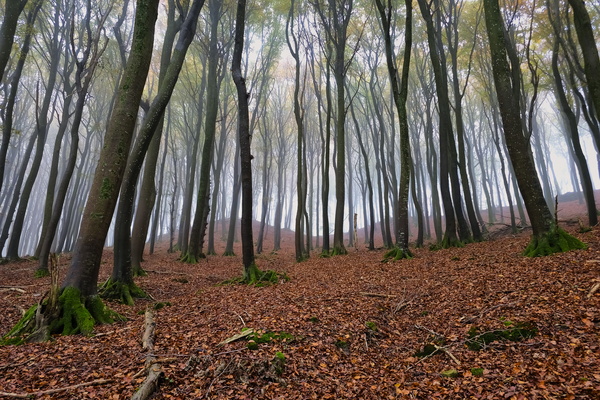 Another day, another forest