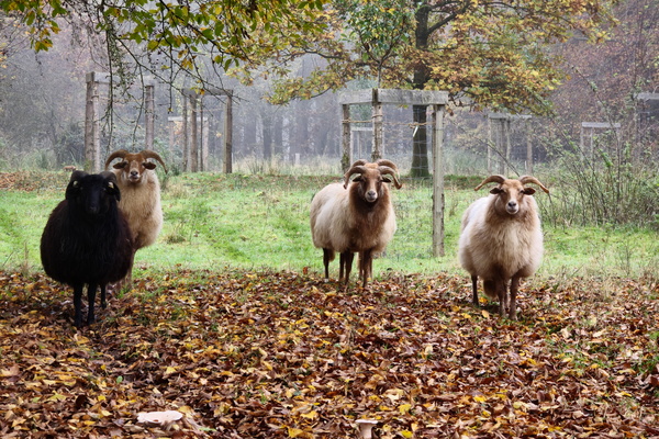 Just another sheepish saturday