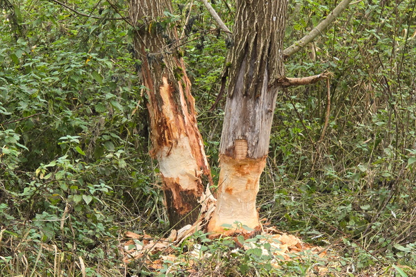 Beaver's busy day