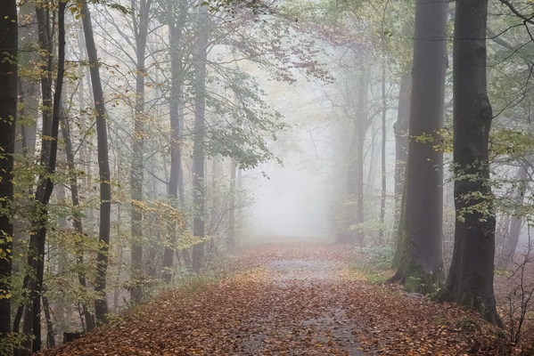 An autumn embrace on a hidden road