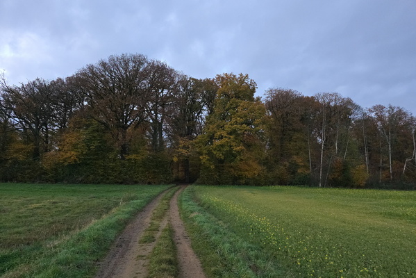 A peaceful journey into the heart of the woods under the cloudy 