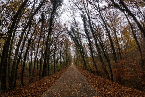 A lane of falling leaves, a symphony of rustling and golden hues