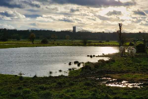 The Cow-tastrophe on the bank