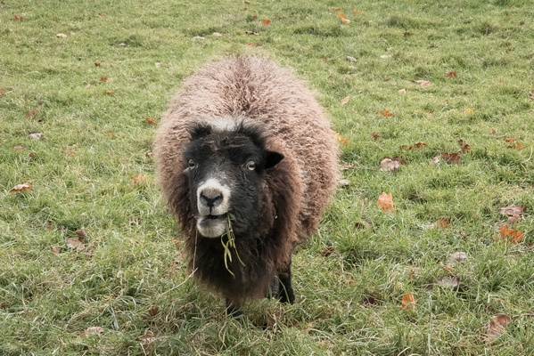 Wooly Bully's lunch break in Luxembourg