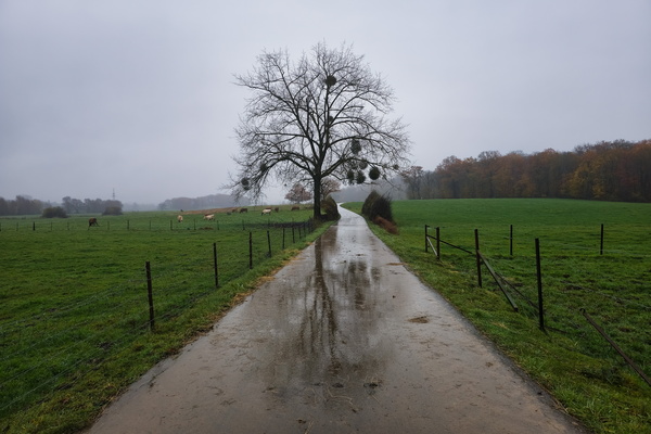 Cows just chilling on a soggy Monday