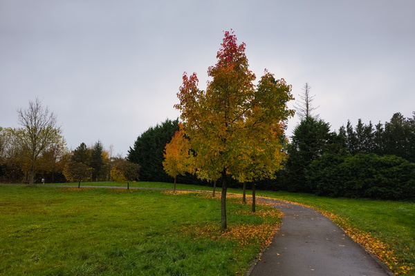 Leaves get their autumn fashion show on