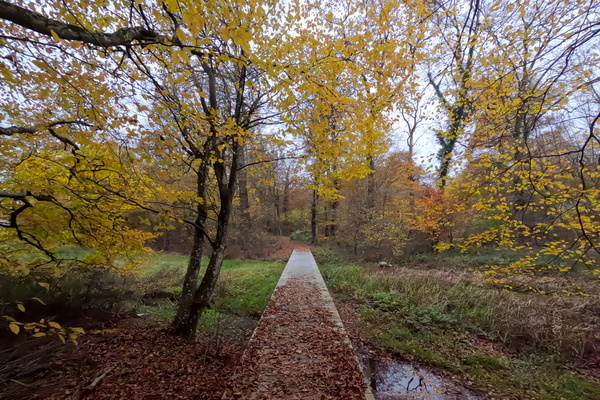 A solitary path through the golden season