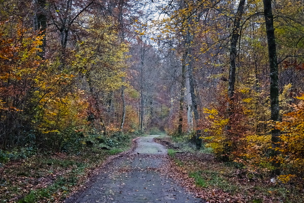 Enneschte Bësch