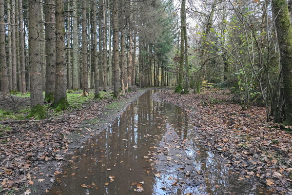 The forest path, a muddy saga