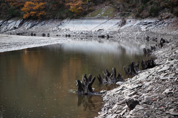 The stumpy sentinels of the drained lake
